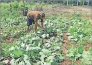  ?? ?? Las labores en una unidad agrícola del oriente yucateco. La agricultur­a es el talón de Aquiles de la economía yucateca, revela el Inegi