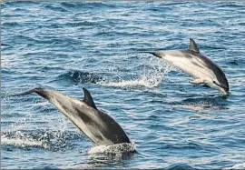  ?? LV ?? Dos de los delfines que estos días se han visto frente a la costa del Garraf