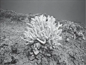  ??  ?? BLEACHED cauliflowe­r coral on the seafloor in Keauhou Bay, off the Big Island in Hawaii.