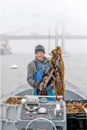  ?? JOHNNY MILANO/THE NEW YORK TIMES ?? Michael Doall, shellfish specialist at the School of Marine and Atmospheri­c Sciences at Stony Brook University, holds kelp at the SUNY Maritime campus in the Bronx on May 2.