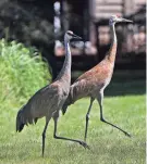  ?? ANGELA PETERSON, MILWAUKEE JOURNAL SENTINEL ?? Sandhill Cranes stroll to a food spot at Jean and Tom Weedman’s home. The prairie has a large population of birds. The prairie plants will feed birds even during the winter.