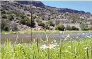  ?? JIM THOMPSON/JOURNAL ?? A small butterfly sits on a daisy along the Middle Box area of the Rio Grande, part of the Rio Grande del Norte National Monument.