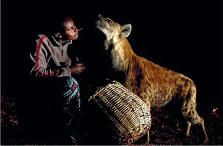  ?? PHOTO: REUTERS ?? Abbas Yusuf, 23, known as Hyena Man, feeds a hyena on the outskirts of Harar, Ethiopia.