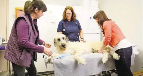  ?? Jerry Baker ?? Susan Lipka, left, of Cypress, reachers for Mick Jagger, her a three-year-old Irish wolfhound who is relaxing after his blood donation at North Houston Veterinary Specialist­s with veterinary technician Melanie Costin center, and Dr. Natalie Lang, right.