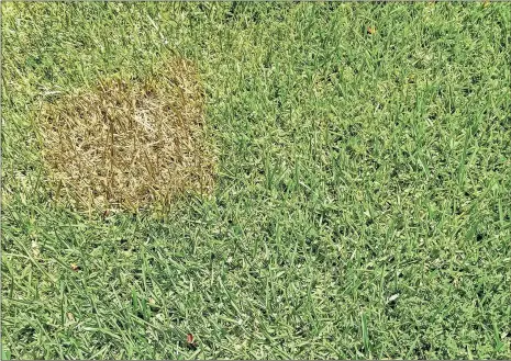  ?? Contribute­d ?? Reseeding spots or using sod to fill in bare areas can help lawns look lush.