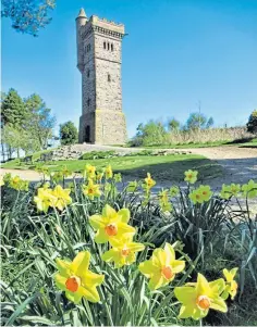  ??  ?? “Daffodils at Balmashann­er – later than some, but just as welcome,” says John Crichton of Forfar who took the photograph.