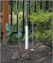  ?? DEAN FOSDICK VIA AP ?? This Sept. 15 photo shows a tree guard protecting a young magnolia tree from bark-eating animals like the Eastern cottontail rabbit grazing nearby in Langley, Wash. Most tree and shrub damage is winter is not from cold but rather from foraging wildlife.