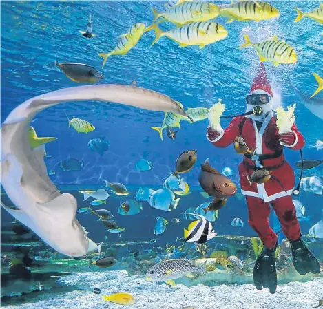  ??  ?? Festive feast — A diver dressed in a Santa costume is pictured feeding sharks, stingrays and other fish at the Manila Ocean Park, the largest aquarium in the Philippine­s.
