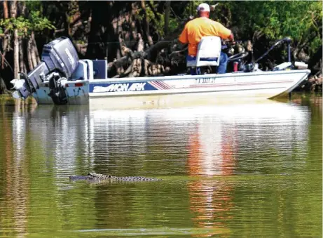  ?? Shannon Tompkins / Houston Chronicle ?? A late-spring day can find Southeast Texas anglers and alligators sharing the same water — a situation that creates no conflict as long as both sides respect the other.