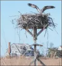  ?? Dave Collins The Associated Press ?? An osprey nests in a marsh in front of multimilli­on-dollar homes in Old Saybrook, Conn.