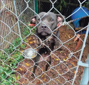  ?? Connecticu­t State Police / Contribute­d photo ?? This dog was one of eight found in a Meriden residence in late July. The dogs were removed as police suspect they were being used in illegal dog fighting rings.