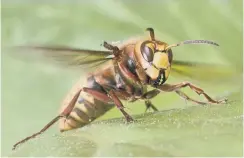  ?? PICTURE: DEREK MIDDLETON ?? A hornet – not to be confused with the hornet mimic hoverfly