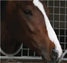  ??  ?? Aidan O’Brien-trained Amedeo Modigliani at Ballydoyle Racing Stables, County Tipperary, during the launch of 2018 Irish Flat Season yesterday