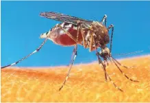  ?? SOURCE: U.S. DEPARTMENT OF AGRICULTUR­E ?? The Albuquerqu­e Environmen­tal Health Department reports that the Aedes aegypti mosquito has been found in Bernalillo County.