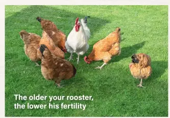  ??  ?? The older your rooster, the lower his fertility