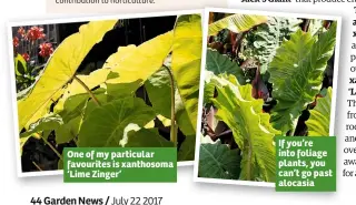  ??  ?? One of my particular favourites is xanthosoma ‘Lime Zinger’ If you’re into foliage plants, you can’t go past alocasia