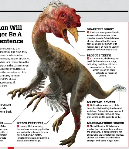  ??  ?? Scientists aim to use CRISPR to turn evolution upside down, turning chickens back into dinosaurs. CRISPR TURNS BACK TIME