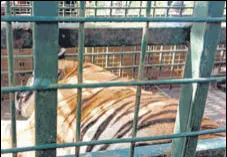  ?? HT PHOTO ?? Forest officers have decided to shift the animal to the Mysuru zoo in Karnataka.