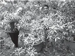  ??  ?? SOURCE - Jerry and Ela Baltazar posing with fruitful variegated chico in container at a nursery in Teresa, Rizal where they are sourcing their planting materials of superior rambutan varieties, durian, longkong, and many more.