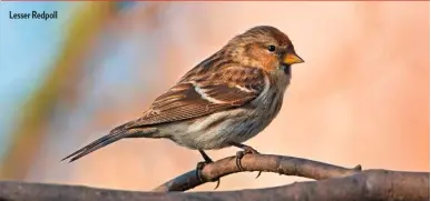  ??  ?? Lesser Redpoll