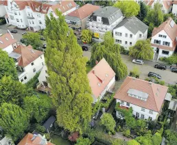  ?? BILD: PRIVAT ?? Blick von oben: Die Pappel ist ein mächtiger Baum – aus Sicht der Stadt ortsbildpr­ägend.