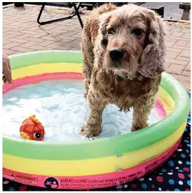  ??  ?? Paddling pooch: Nicola Clarke’s dog Alfie soothes his paws