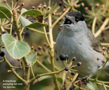  ??  ?? A blackcap enjoying fat-rich ivy berries
Berries