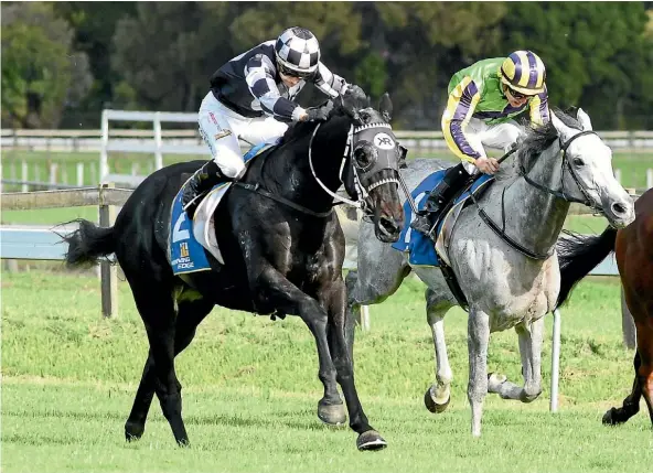  ??  ?? Five To Midnight gets the win he richly deserved yesterday in the Hawke’s Bay Cup at Hastings, beating home the grey Maygrove.