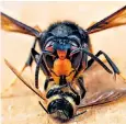  ??  ?? The hornets can kill bees – and humans