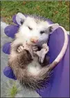  ??  ?? An injured opossum that was rescued by the Wildlife Resources and Education Network in 2017.