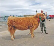  ??  ?? Reserve Highland cattle female champion Kirsty 2 of Gartocharn with Richard Thomson on the halter.06_a26RHS25