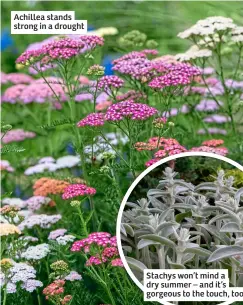  ?? ?? Achillea stands strong in a drought