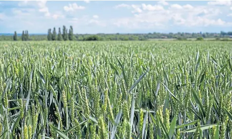  ?? Picture: Shuttersto­ck. ?? AHDB forecasts the UK will be a net importer of wheat but an exporter of barley this year.
