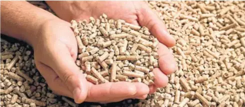  ??  ?? Pellets de biomasa listos para su venta y uso.