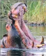  ??  ?? Hippopotam­us at Linyant, Botswana.