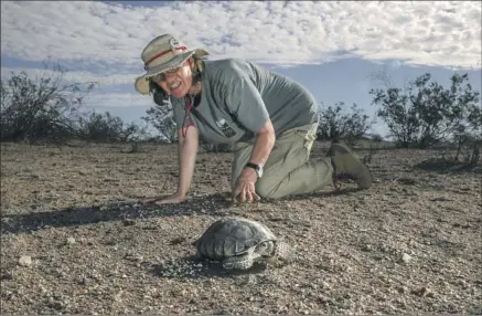  ?? Irfan Khan Los Angeles Times ?? NAT U R A L I S T Lisa LaVelle is part of a team monitoring the health of tortoises in the Desert Tortoise Research Natural Area.