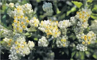  ??  ?? LOOK FAMILIAR? The California everlastin­g plant is often seen in dried f loral arrangemen­ts.