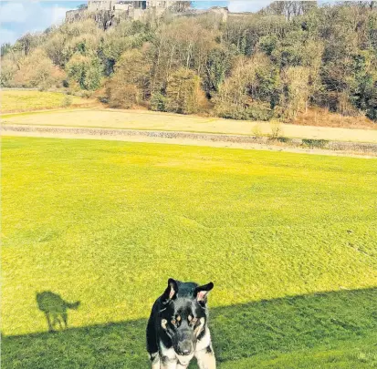  ?? ?? Caption in here
Playtime A beautiful sunny day at last. Teddy the dog enjoying a game of fetch at the foot of the castle