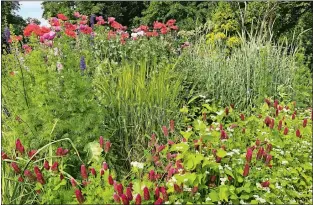  ?? BRIE ARTHUR VIA AP ?? A spring cottage garden border in Fuquay-Varina, North Carolina, where a edible barley, wheat and buckwheat grow alongside poppies, larkspur and crimson clover.