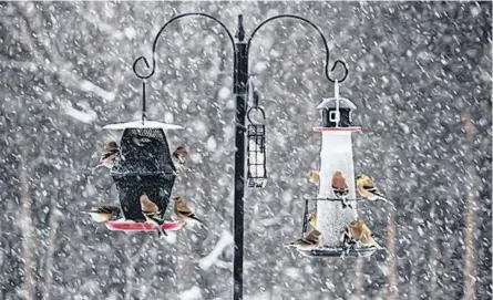  ?? FILE ?? Bird experts are recommendi­ng the removal of backyard feeders amid the spread of the highly pathogenic avian influenza.