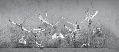  ?? ZHAO ZHIYANG / FOR CHINA DAILY ?? Above: Herons land at the Sand Lake Scenic Area in Ningxia Hui autonomous region last month.