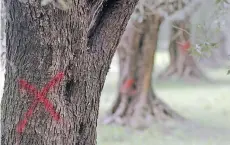  ?? MAX FRIGIONE/ANSA/THE ASSOCIATED PRESS FILES ?? Red crosses mark olive trees infected with bacteria in Puglia, Italy. European officials want Italy to cut down roughly one million trees.