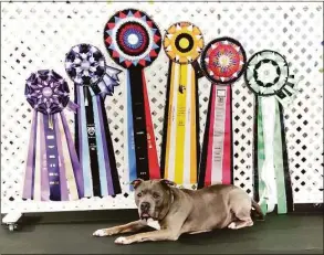  ?? World Cynosport Rally Obedience / Contribute­d photo ?? Jeffrey, known as "The Positively Peaceful Pit Bull, who went from being on death's doorstep to being a source of comfort for others, is a candidate to receive a 2022 Hero Dog Award.