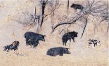  ?? FILE PHOTO/AP ?? Feral hogs, like these roaming a Mertzon, Texas, ranch are the target of a poisoning effort announced this week by the state agricultur­e commission­er.