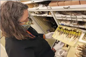  ?? AP PHOTO/HAVEN DALEY ?? Moe Flannery, senior collection­s manager for ornitholog­y & mammalogy at the California Academy of Sciences, holds a tray containing Bachman’s warblers in their specimen collection in San Francisco, Friday, Sept. 24, 2021. The U.S. government is declaring the Bachman’s warbler and 22more birds, fish and other species extinct. It’s a rare move for wildlife officials to give up hope on a plant or animal, but government scientists say they’ve exhausted efforts to find these 23.