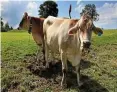  ?? KARL-JOSEF HILDENBRAN­D / DPA ?? Kühe stehen auf einer Allgäuer Weide im Sonnensche­in.