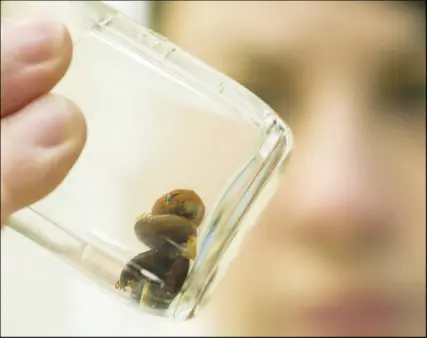  ?? MARk GOUDGE/SALTWIRE NETWORk ?? Dr. Kayla Collins at the Central Nova Animal Hospital holds up a small jar containing a number of ticks removed from animals over the past number of years. The hospital is only seeing one or two cases of ticks per week as most pet owners have their...