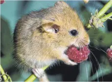  ?? FOTO: IMAGO IMAGES ?? Die Haselmaus frisst gerne rote Beeren: Entlang der Trassen pflanzt die Bahn daher Brombeerst­räuche an.