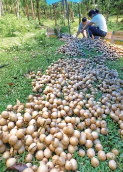  ??  ?? SORTING “buahan” or lanzones in farms before sending out to various fruit markets around the country