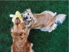  ?? Michael Ciaglo / Staff photograph­er ?? Golden retrievers Junebug and Ladybug play on their new artificial turf lawn. Area installati­on companies have seen business increase five-fold recently.